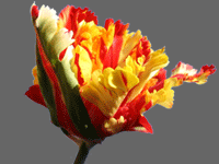 Parrot Tulip Flower